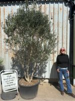 IMG_1363 Tall olive tree