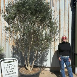 Tall olive tree