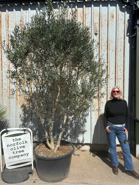 IMG_1363 Tall olive tree