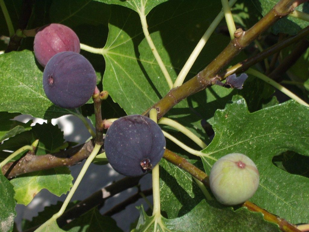 Fig trees uk