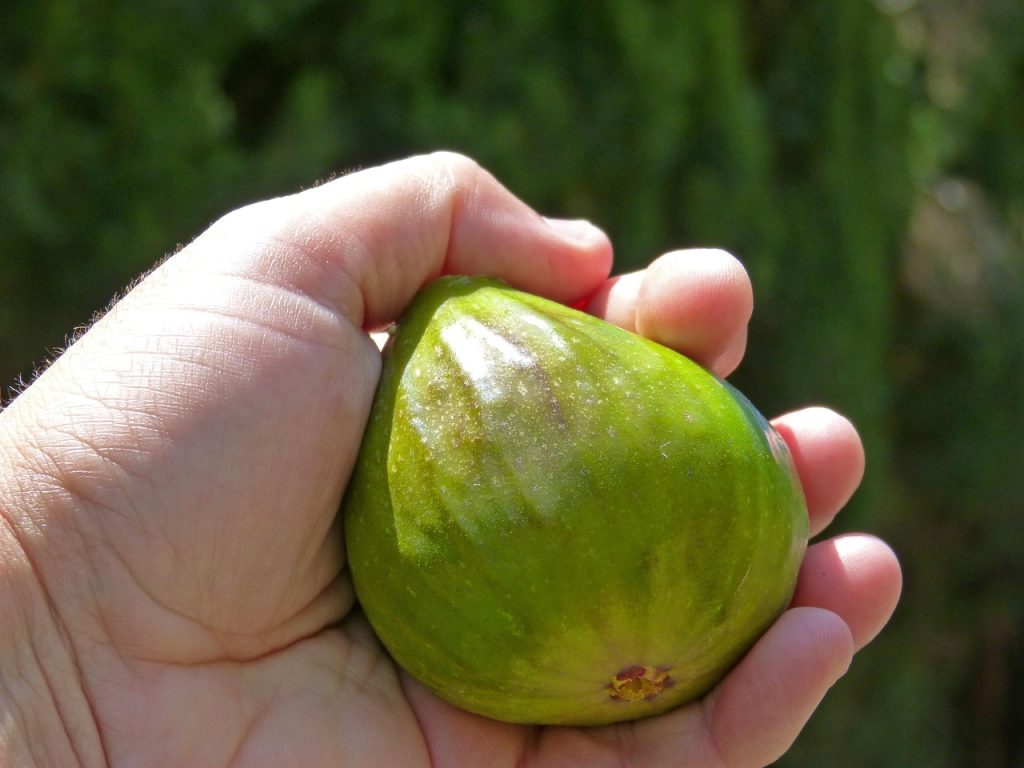 fig trees UK