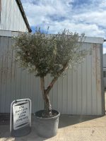 Branched Olive Tree