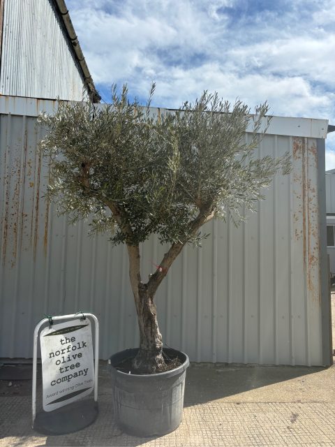 Branched Olive Tree