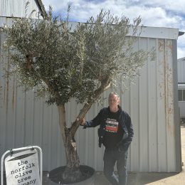 Character Branched Olive Tree – Sculptural Mediterranean Specimen from Elche