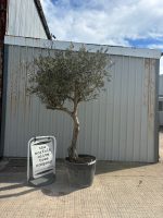 IMG_1384 Branched Olive Tree