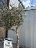 IMG_1386