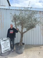 IMG_1392 Branched Olive Tree
