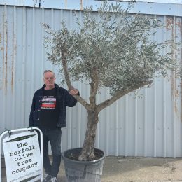 Branched Olive Tree