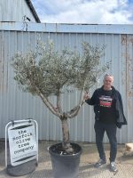 Branched Olive Tree