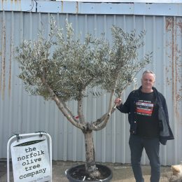 Branched Olive Tree