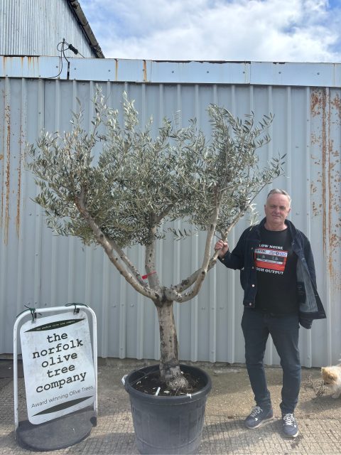 Branched Olive Tree