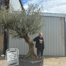 Gnarled Olive Tree