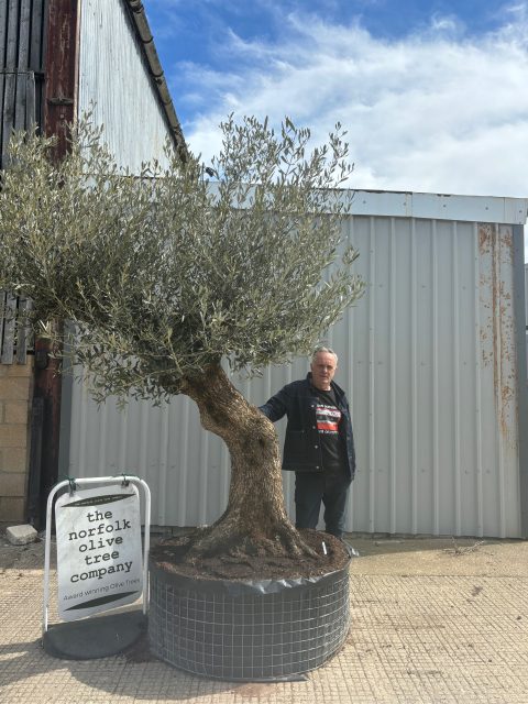 IMG_1397 Gnarled Olive Tree