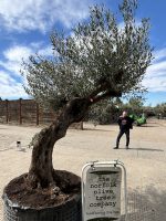IMG_1401 Gnarled Olive Tree