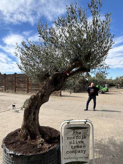 Gnarled Olive Tree