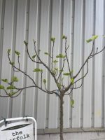 IMG_1429 Fig tree for sale