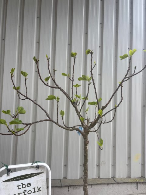 Fig tree for sale