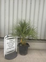IMG_1666 Jelly Palm