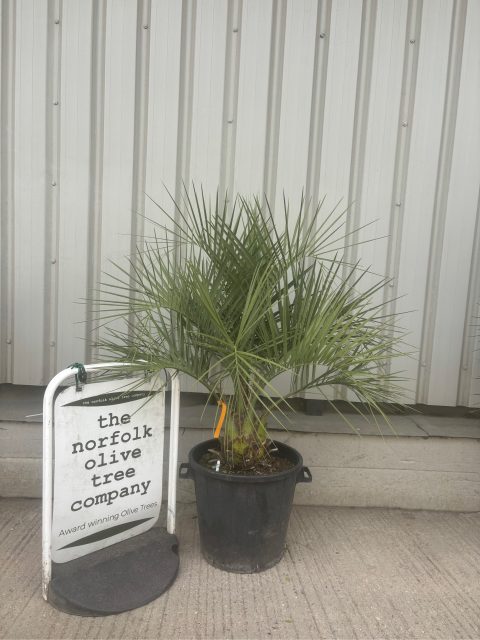 Jelly Palm