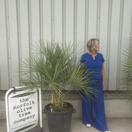 Jelly Palm
