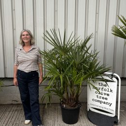 Multi- trunk Trachycarpus Fortunei. Delivery included.