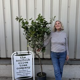 Lemon tree. Delivery included.