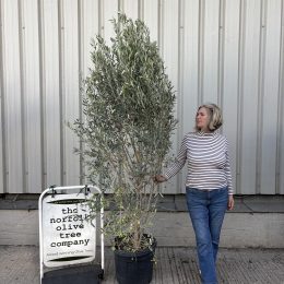 Olive Tree for Sale UK | Cipressino Olive Tree Delivery included.