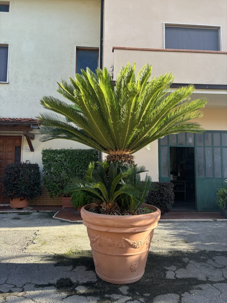 best trees for pots UK