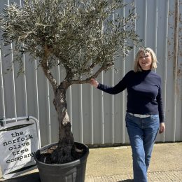 Character Branched Olive Tree – Sculptural Mediterranean Specimen from Elche
