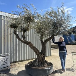 Character Branched Olive Tree – Sculptural Mediterranean Specimen from Elche