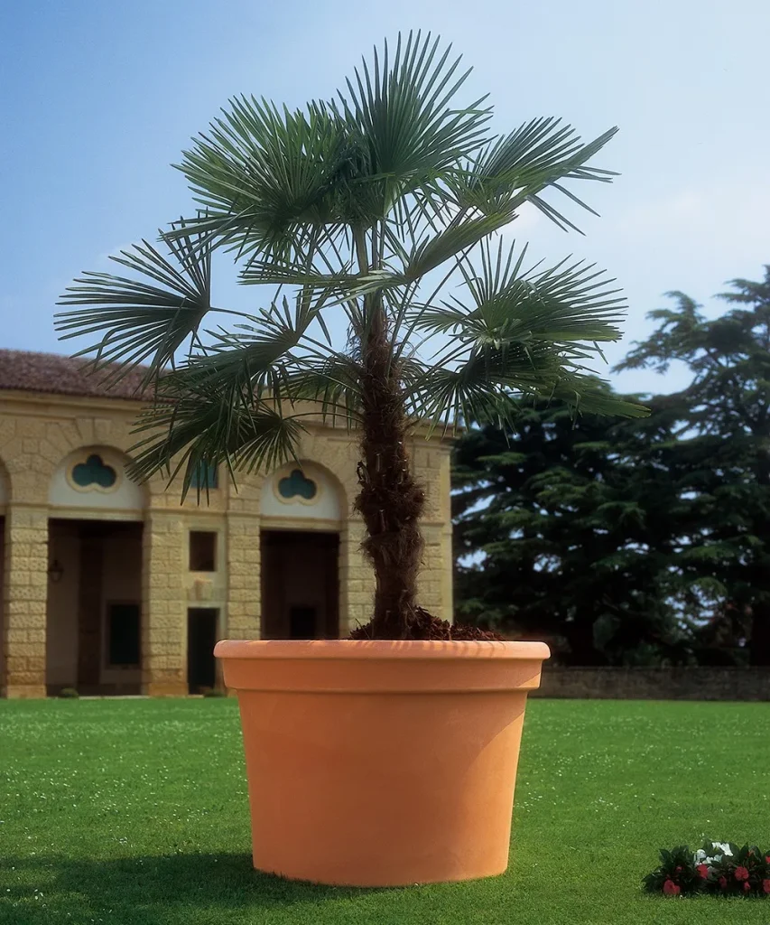 best trees for pots UK