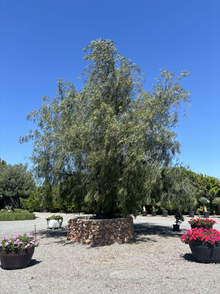 olive trees for sale