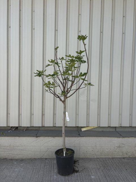 Fig Tree ‘Brogiotto Nero