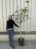 IMG_8512 Fig Tree ‘Brogiotto Nero