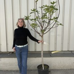 Fig Tree ‘Brogiotto Nero