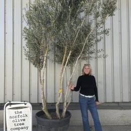 Extra Tall 3 Metre Multi-Stem Olive Tree (Screening) – Mature Tuscany Olive Trees for Sale UK