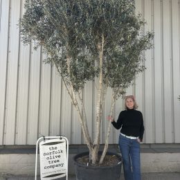 3 metre olive tree