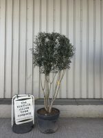 IMG_8532 multi stem olive tree for sale uk