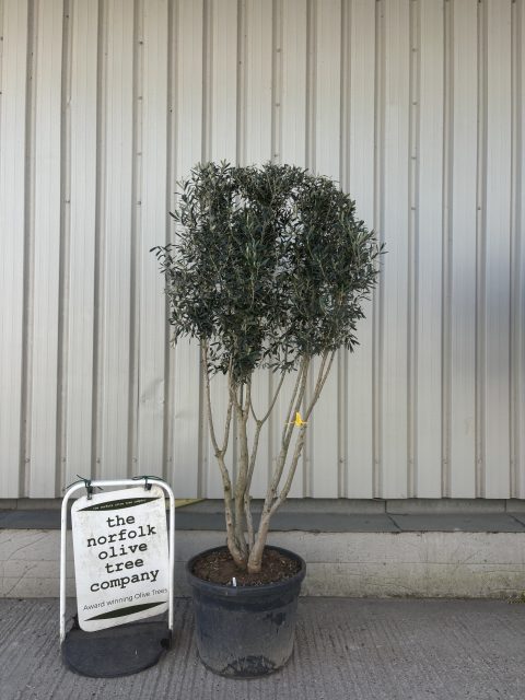 multi stem olive tree for sale uk