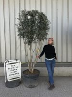IMG_8534 multi stem olive tree for sale uk