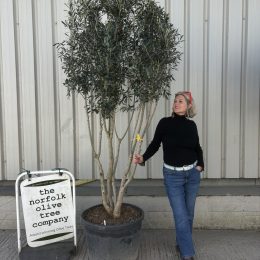 multi stem olive tree for sale uk