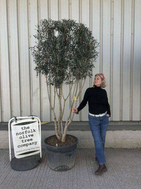 IMG_8534 multi stem olive tree for sale uk