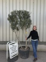 IMG_8538 multi stem olive tree for sale uk