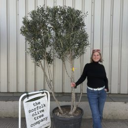 multi stem olive tree for sale uk