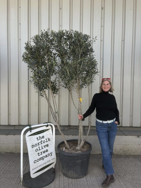 IMG_8538 multi stem olive tree for sale uk