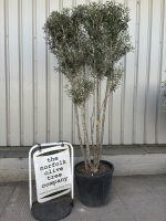 IMG_8540 multi stem olive tree for sale uk