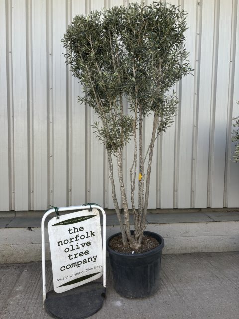 multi stem olive tree for sale uk