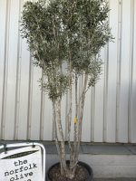 IMG_8541