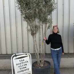 Multi Stem Olive Tree 2.8m (Including Pot) – Olea Europaea | Patio & Courtyard Tree