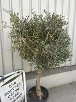 IMG_8544 Arbequina Olive tree